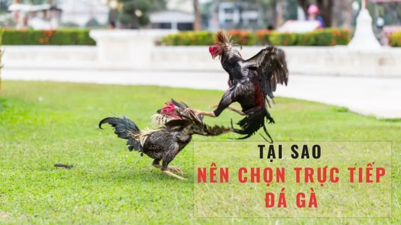 Các kèo cược hấp dẫn tại Thomo c1